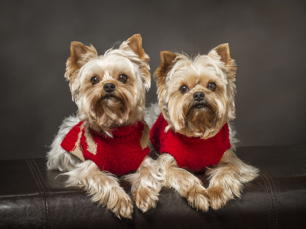 Два йоркширских терьера в красных свитерах