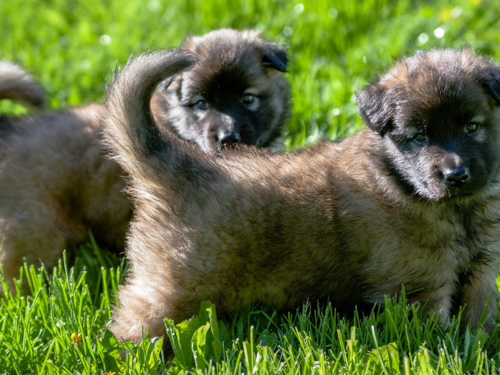 Два милых щенка немецкой овчарки на зеленой траве 