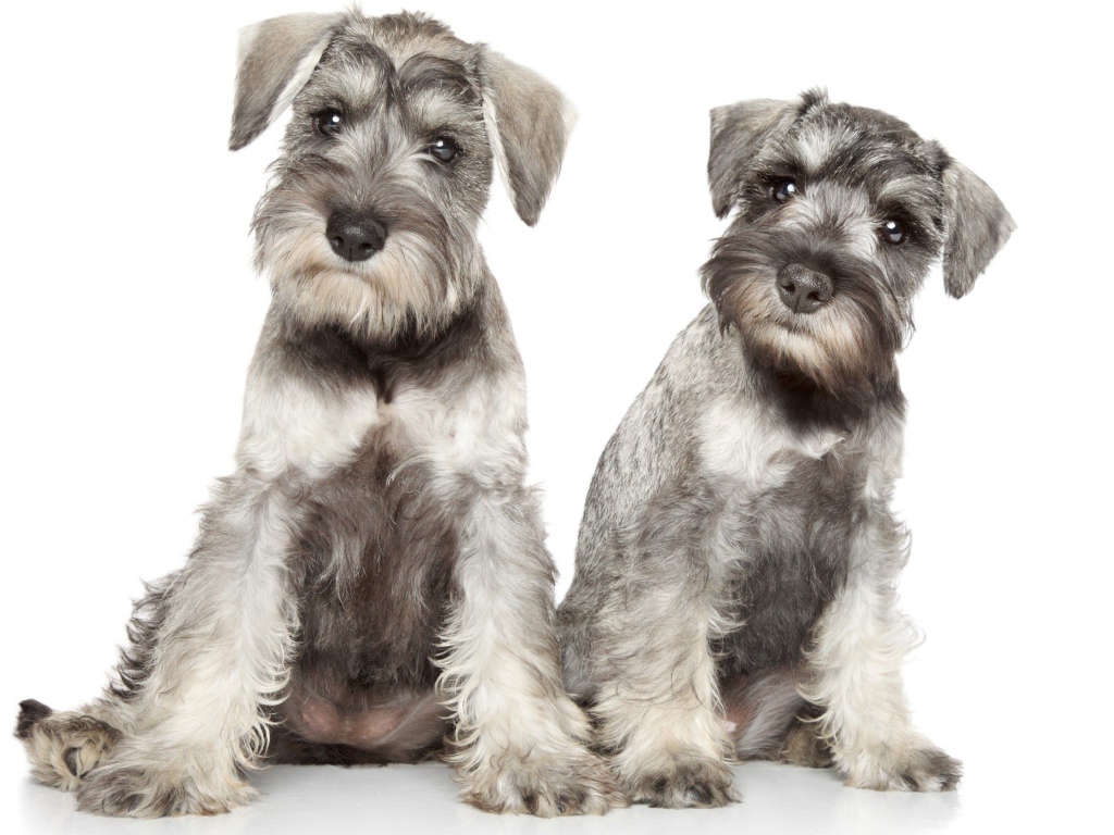 Два серых щенка шнауцера позируют на белом фоне