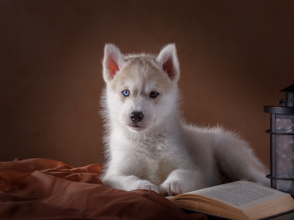Белый щенок хаски с книгой