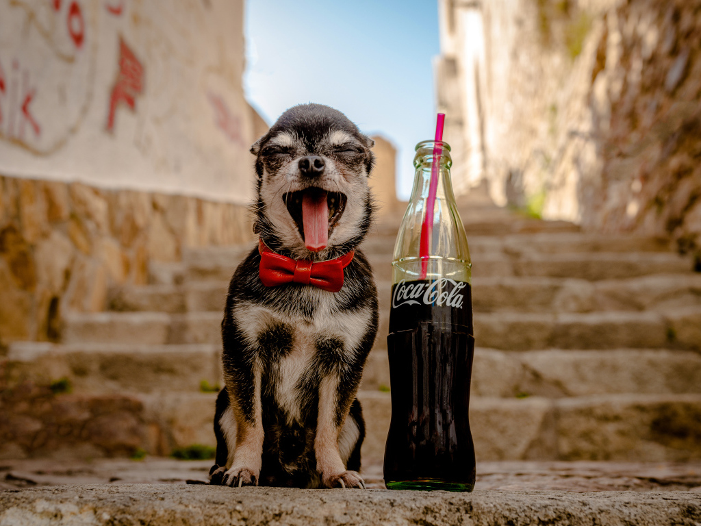 Зевающий чихуахуа с бутылкой  Coca-Cola с трубочкой