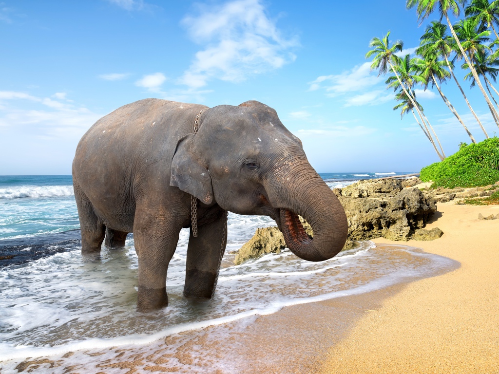 Большой слон пьет воду на берегу океана