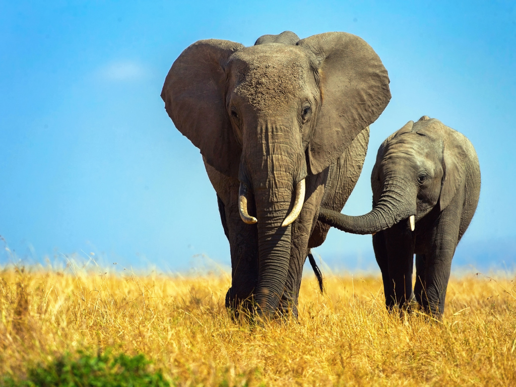 Большая слониха  с маленьким слоненком 