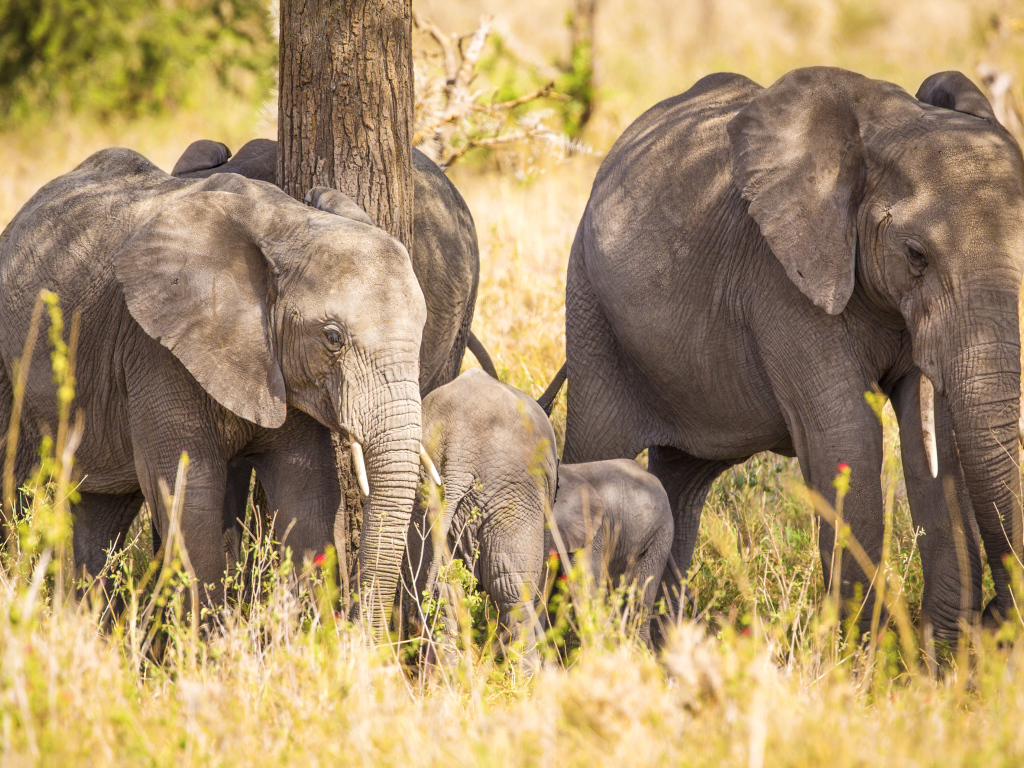 Семья больших серых слонов у дерева