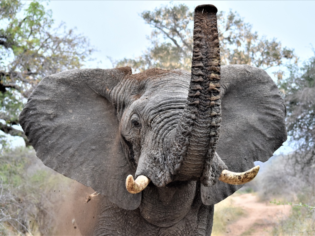Большой серый слон с поднятым хоботом