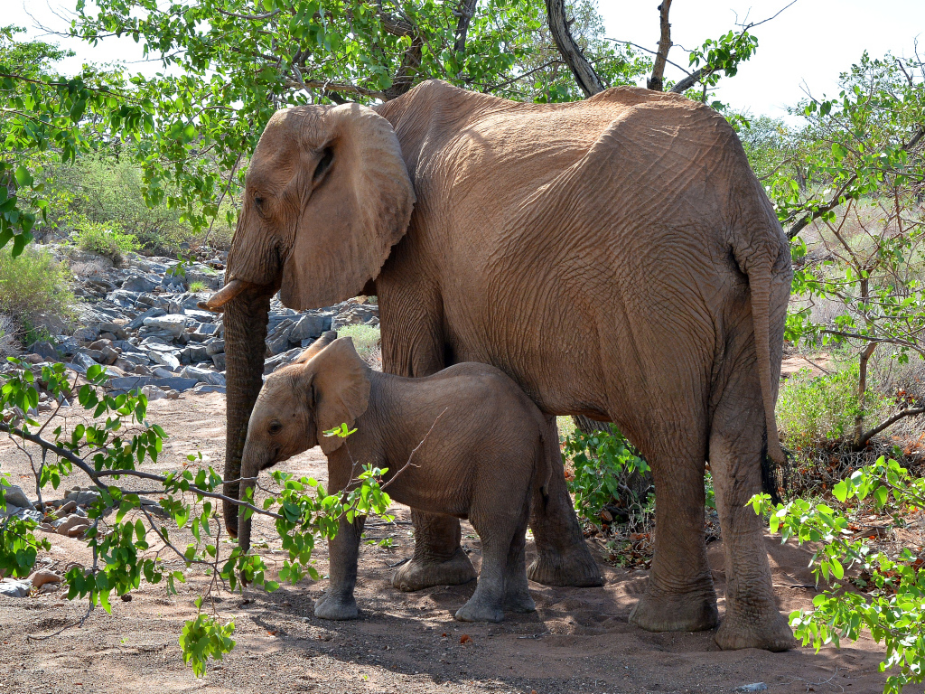 Мама слон с маленьким слоненком