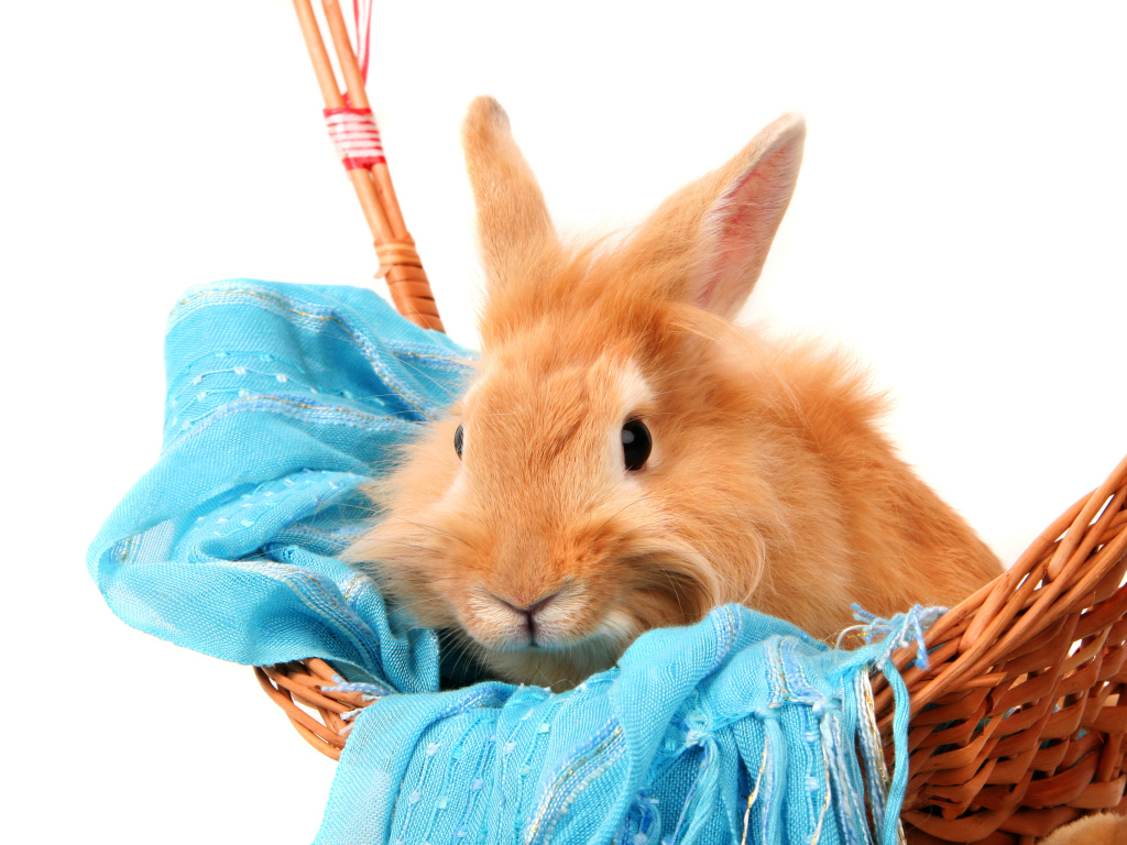 Рыжий пушистый кролик сидит в корзине на синем шарфе на белом фоне