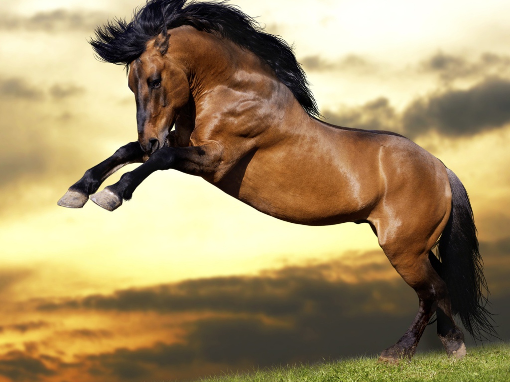 Красивый коричневый конь с черной гривой  встал на дыбы 