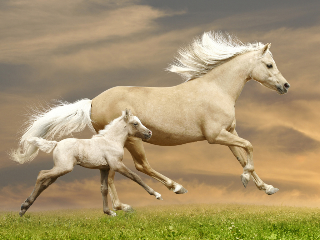 Красивая лошадь с жеребенком скачут по зеленой траве