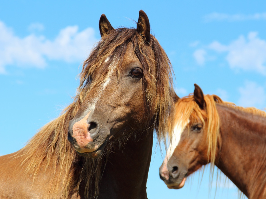Две красивые коричневые лошади на фоне голубого неба