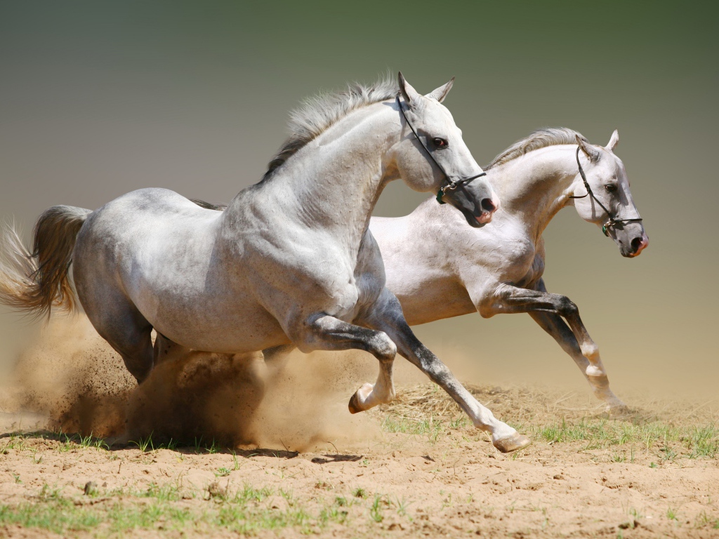 Две белые лошади бегут по песку