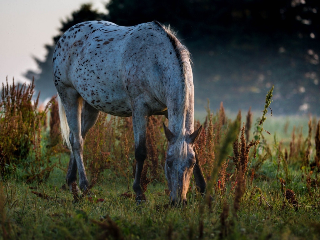 Белая пятнистая лошадь пасется на траве