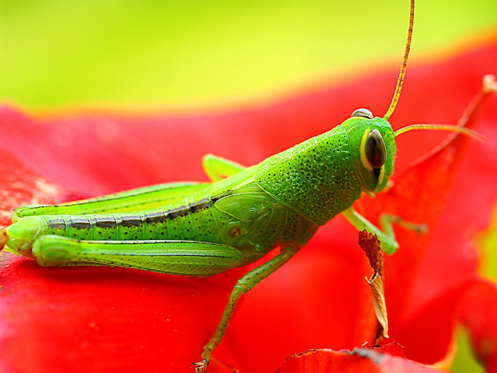 Красивый зеленый кузнечик сидит на красном цветке