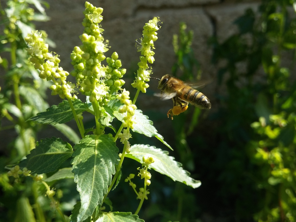 Пчела садится на зеленое растение 