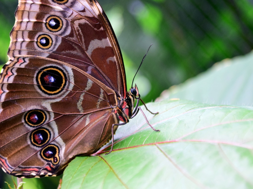Красивая бабочка Морфо Пелеида на листе 