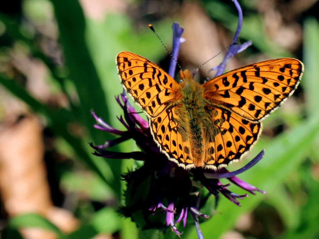 Красивая бабочка на фиолетовом цветке 