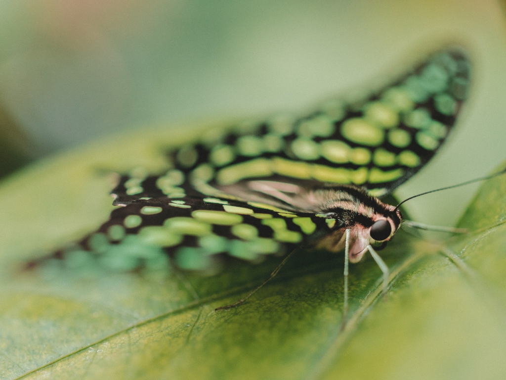 Красивая бабочка сидит на зеленом листе