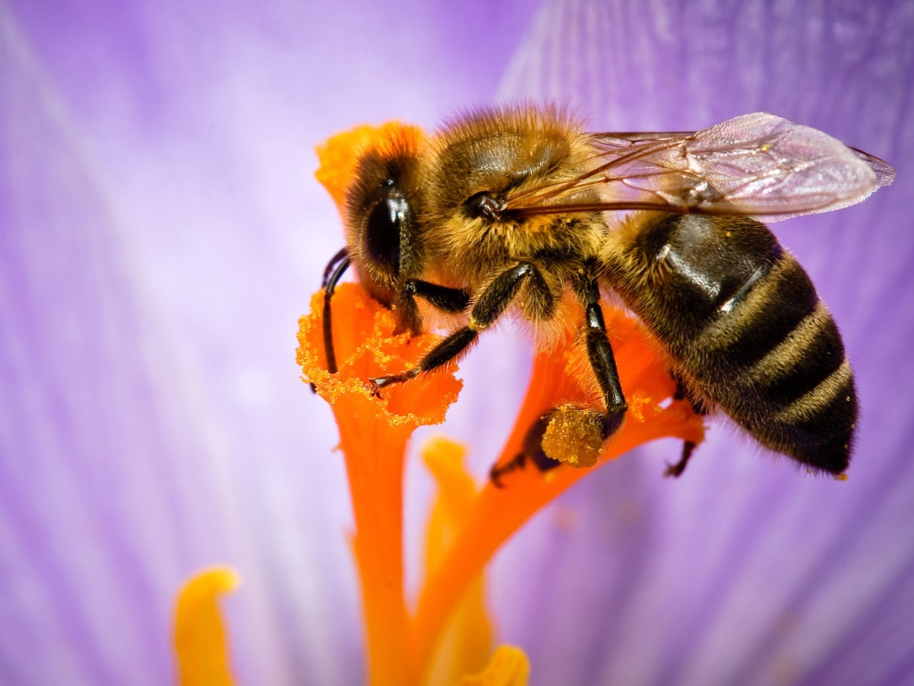 Пчела собирает нектар с цветка крупным планом