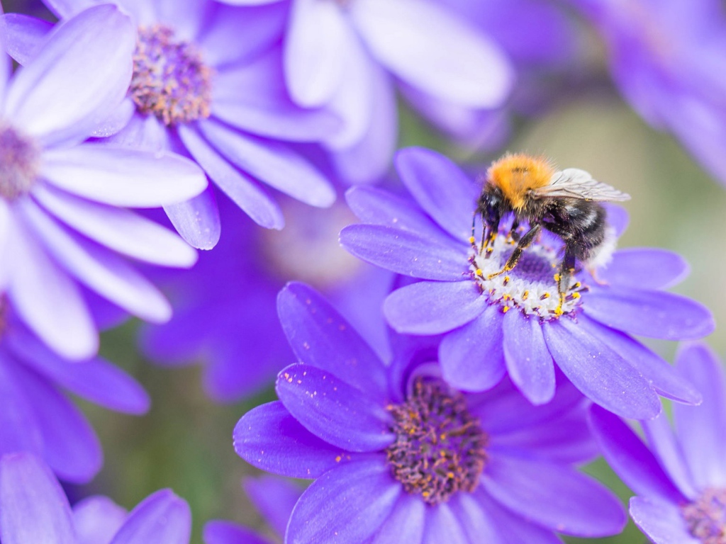 Пчела на красивом сиреневом цветке