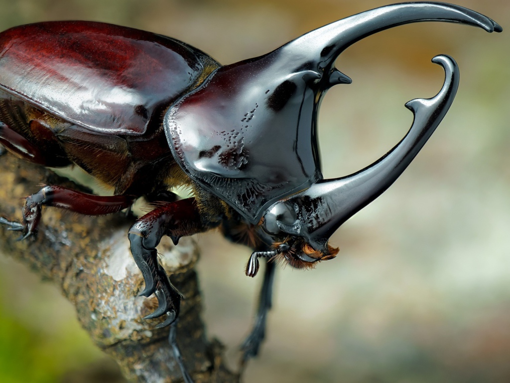 Большой коричневый жук дупляк 