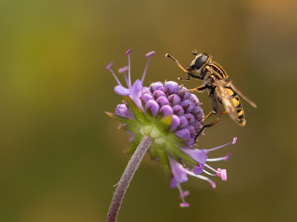 Оса сидит на красивом фиолетовом цветке