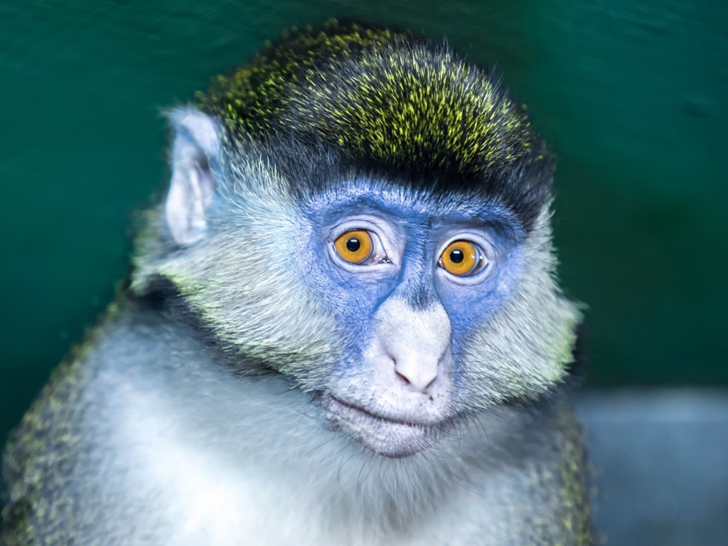 Мартышка с голубой мордой