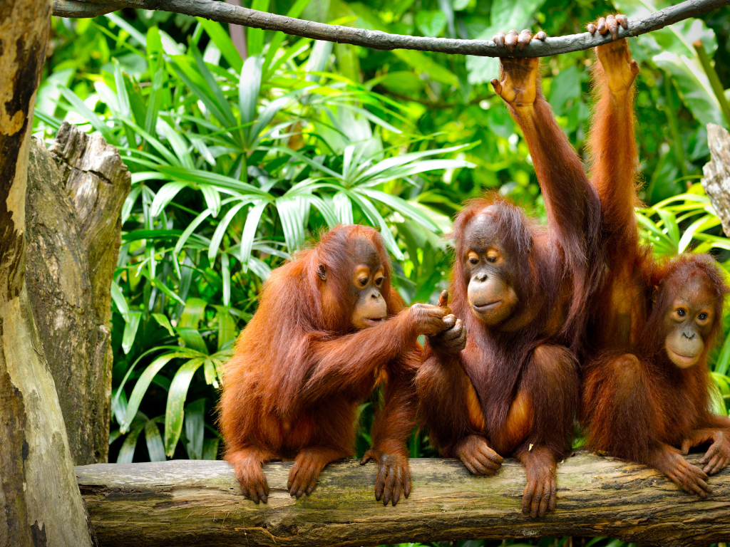 Семья орангутангов сидит на ветке