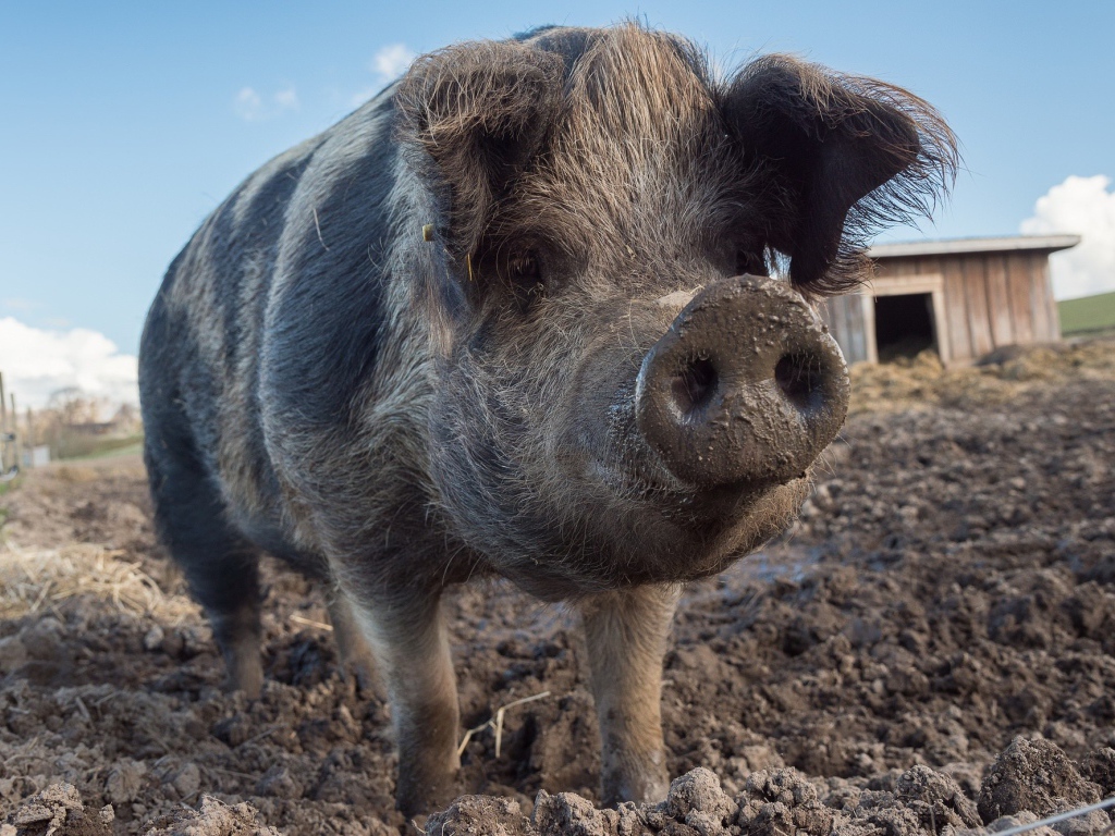 Большая свинья с грязным рылом 