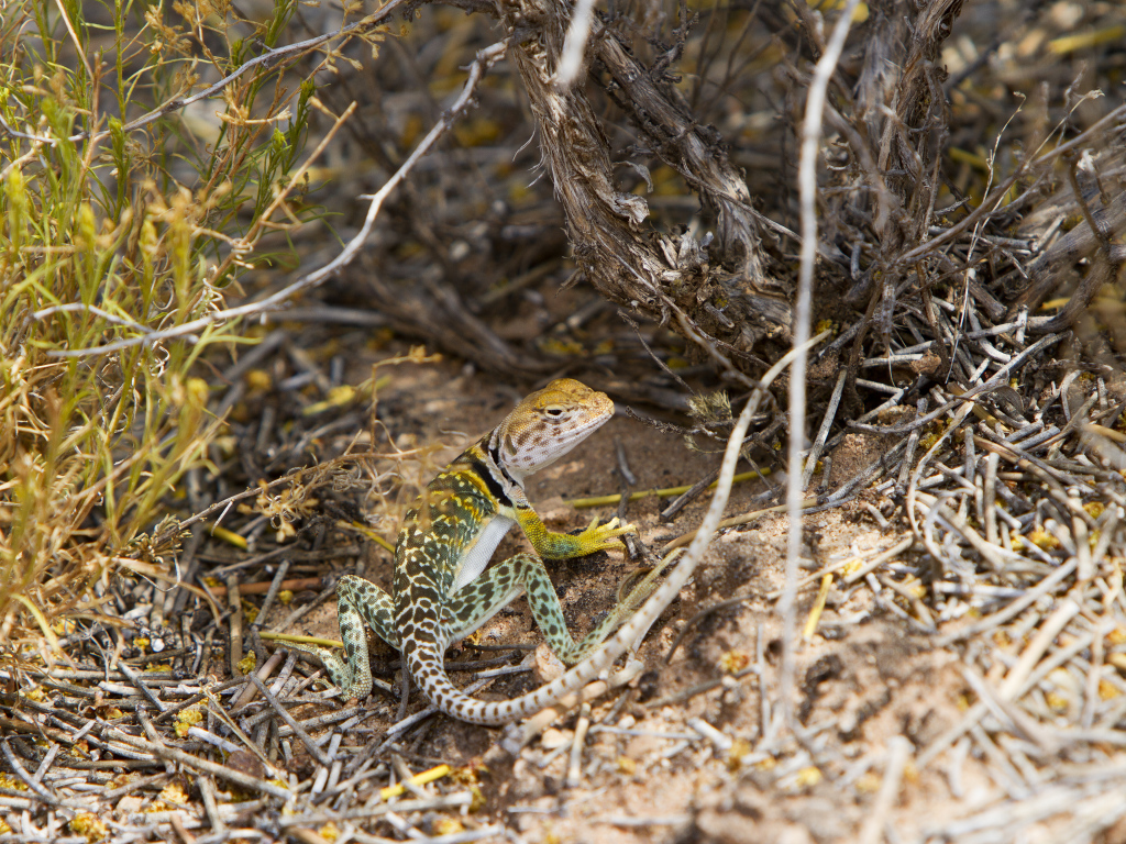 Ошейниковая пустынная игуана в сухих ветках
