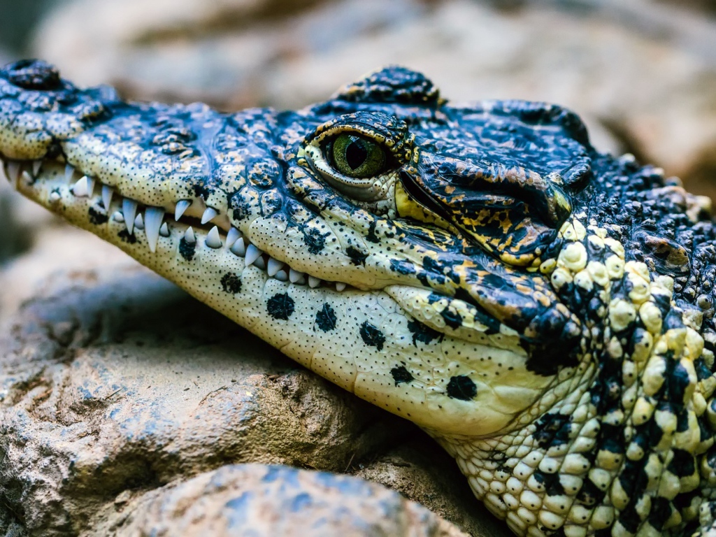 Крокодил отдыхает на камне 