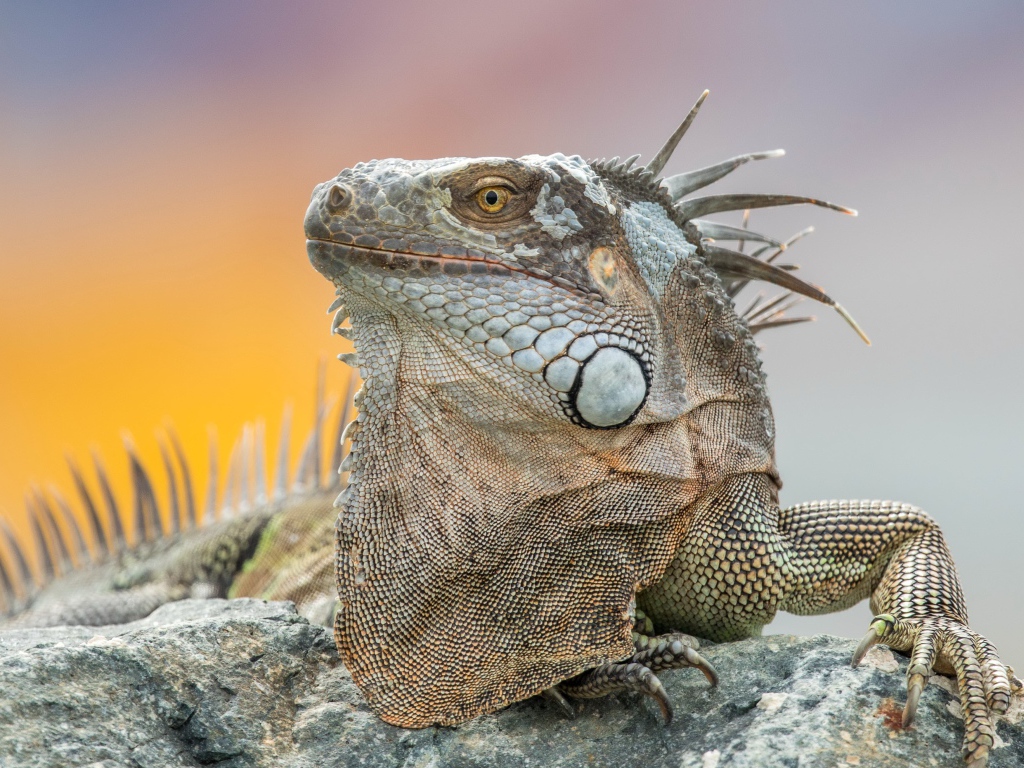 Серая игуана отдыхает на камне 