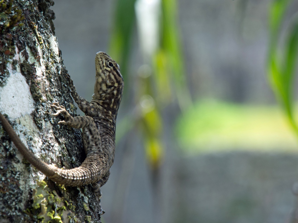 Серая ящерица на дереве 