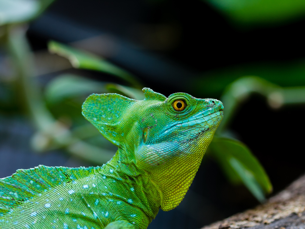 Зеленый ящер василиск с желтыми глазами 