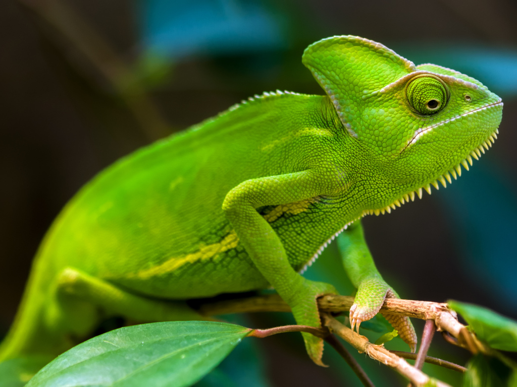 Зеленый хамелеон  на ветке крупным  планом 