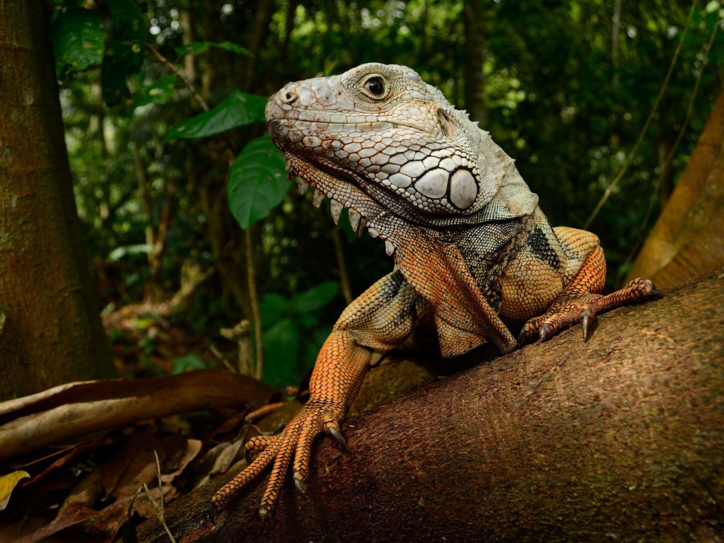 Большая игуана на стволе дерева