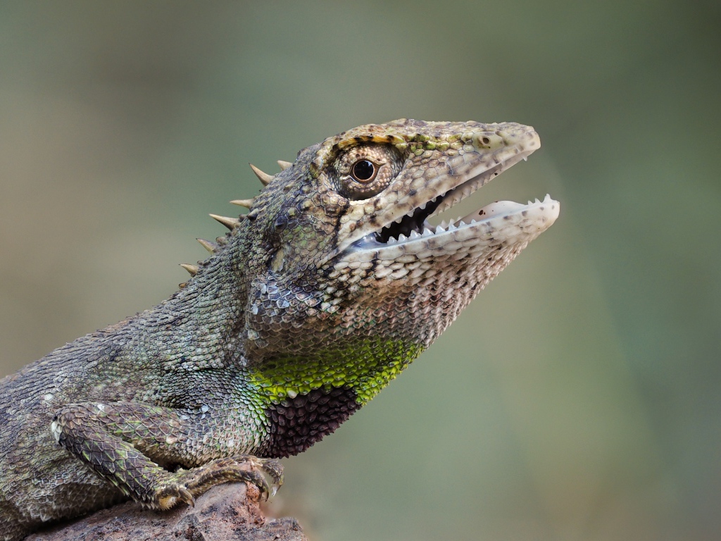 Ящерица с открытым ртом сидит на скале