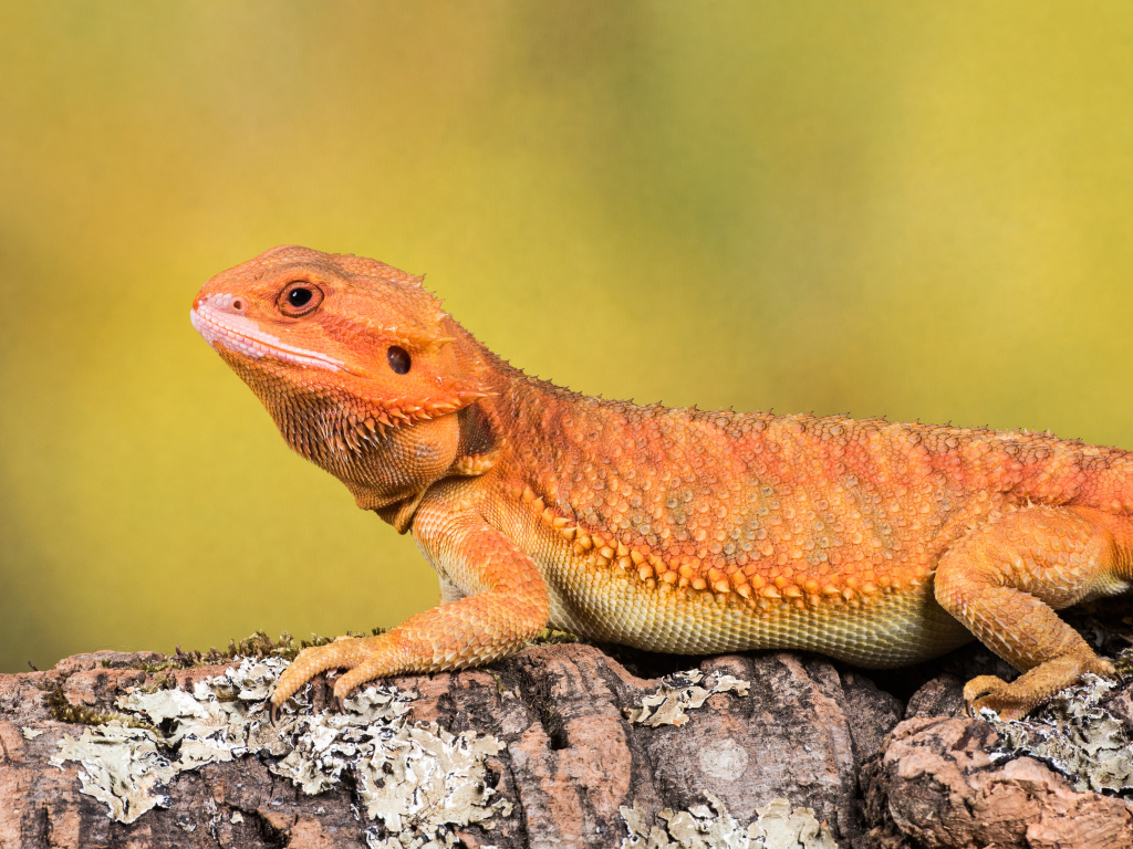 Оранжевая ящерица сидит на камне