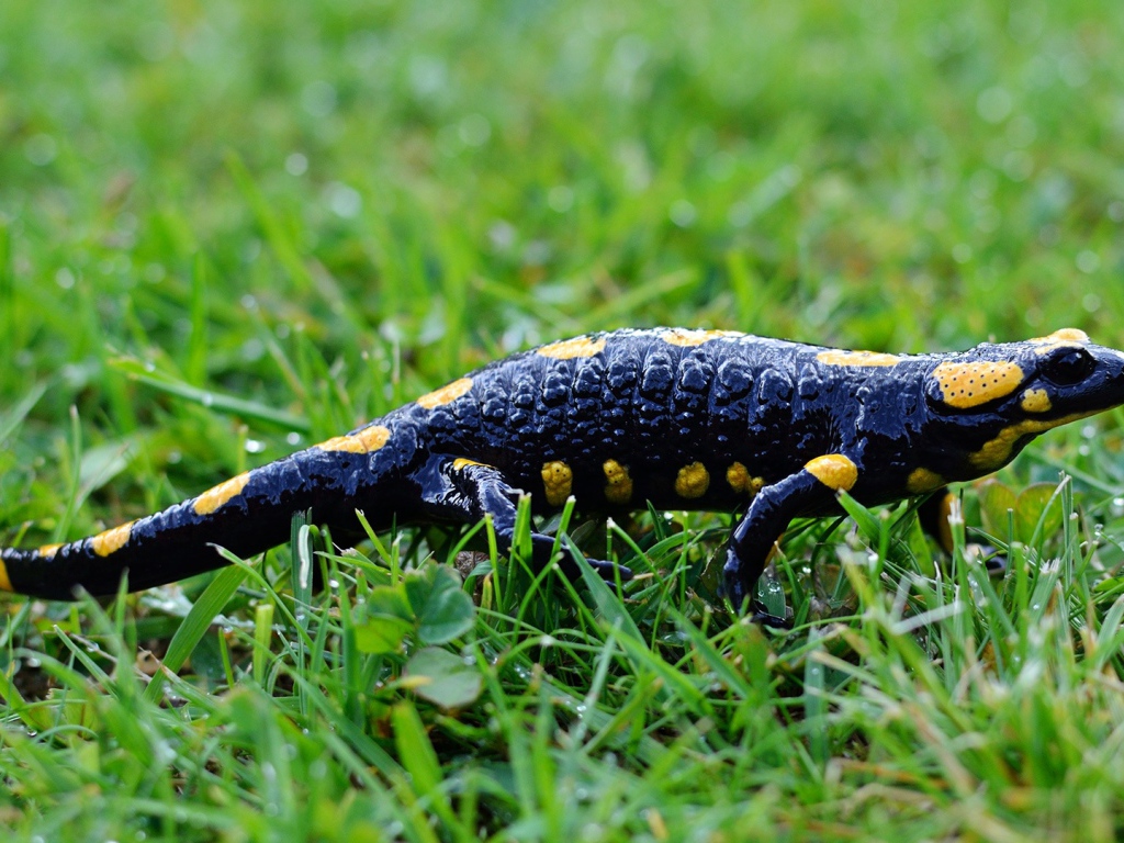 Саламандра на мокрой зеленой траве 