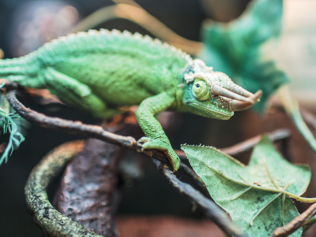 Зеленый хамелеон Джексона на ветке 
