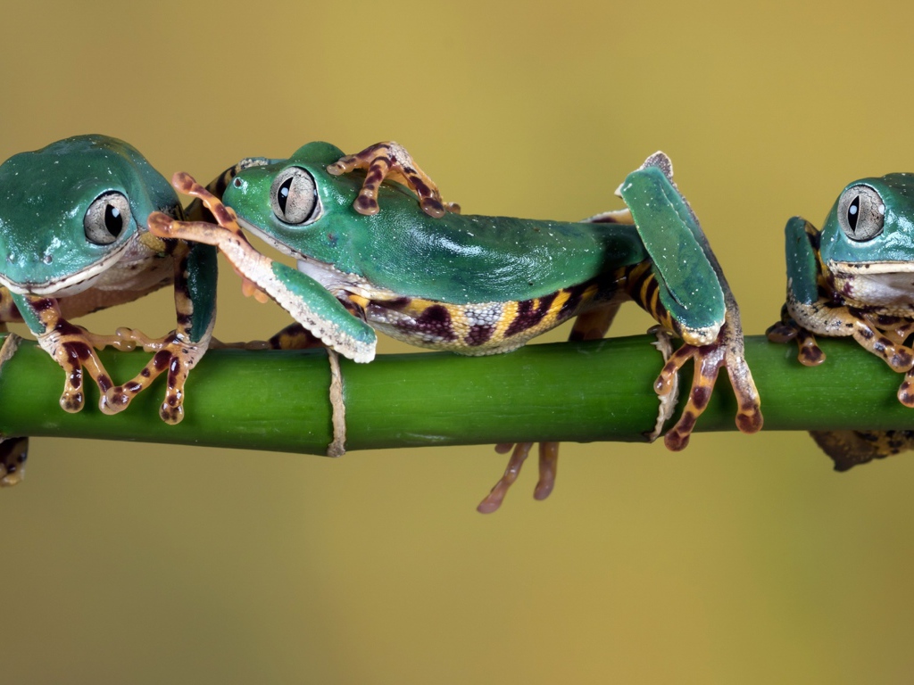 Три зеленые лягушки сидят на зеленой ветке