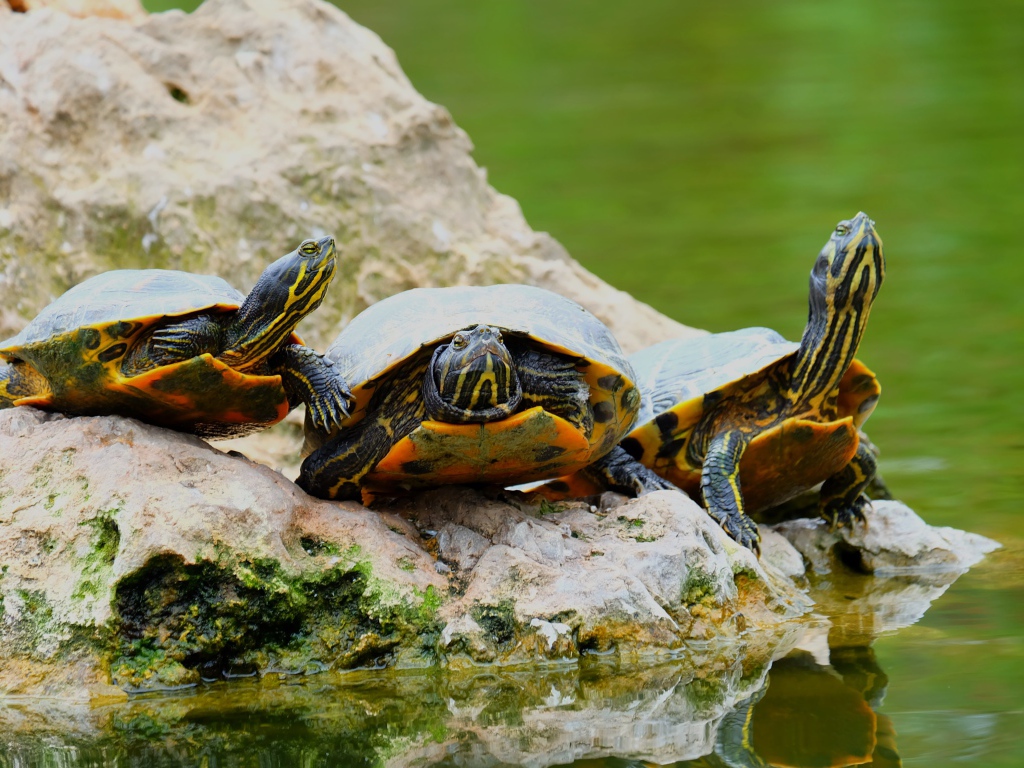 Три черепахи на камне у водоема 