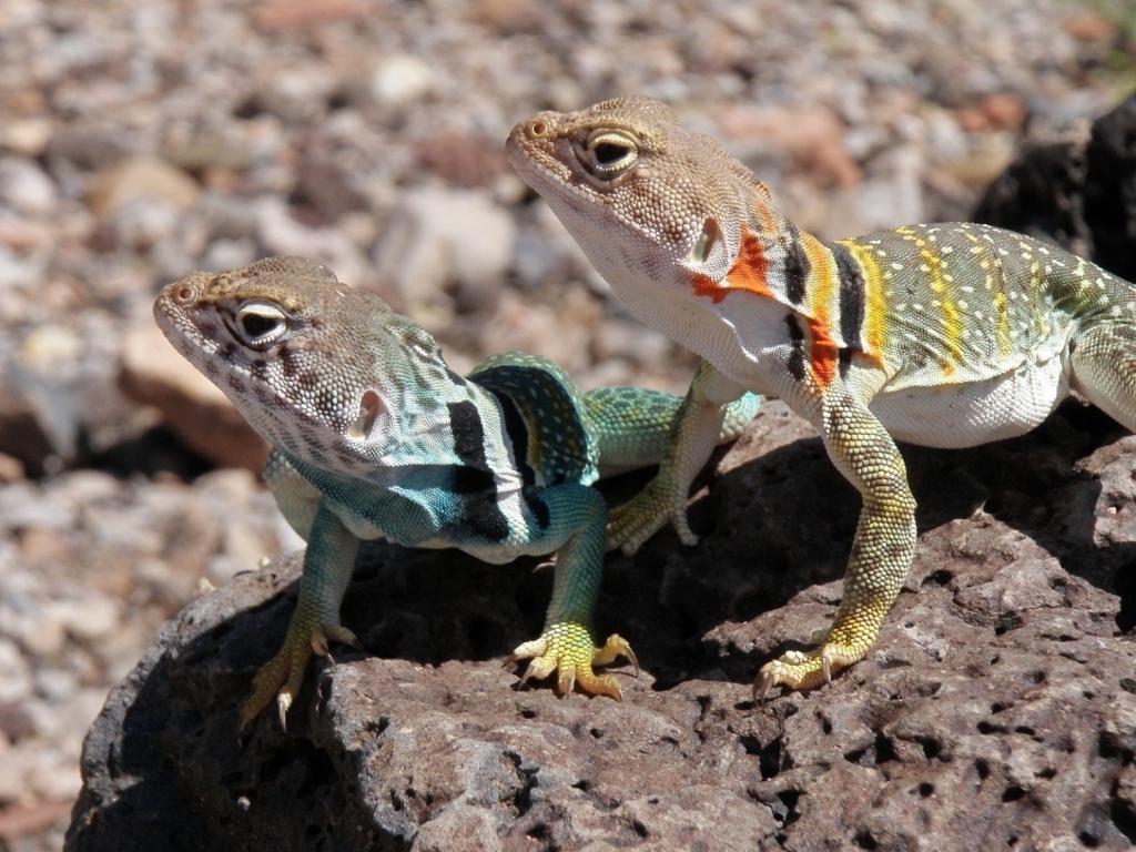 Две ошейниковые пустынные игуаны на камне 