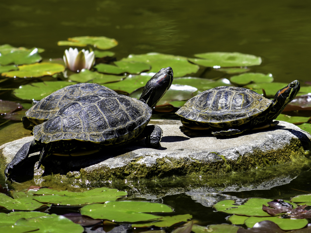 Две черепахи сидят на камне в водоеме