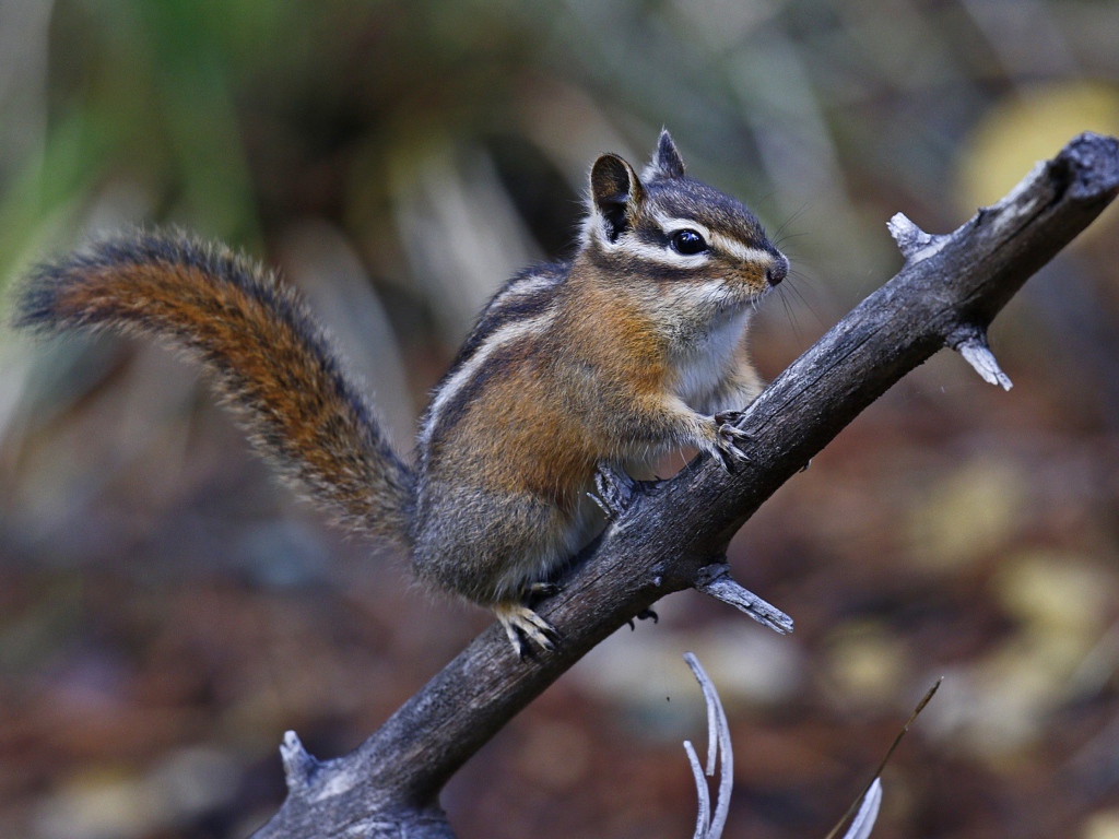 A small chipmunk on a dry branch