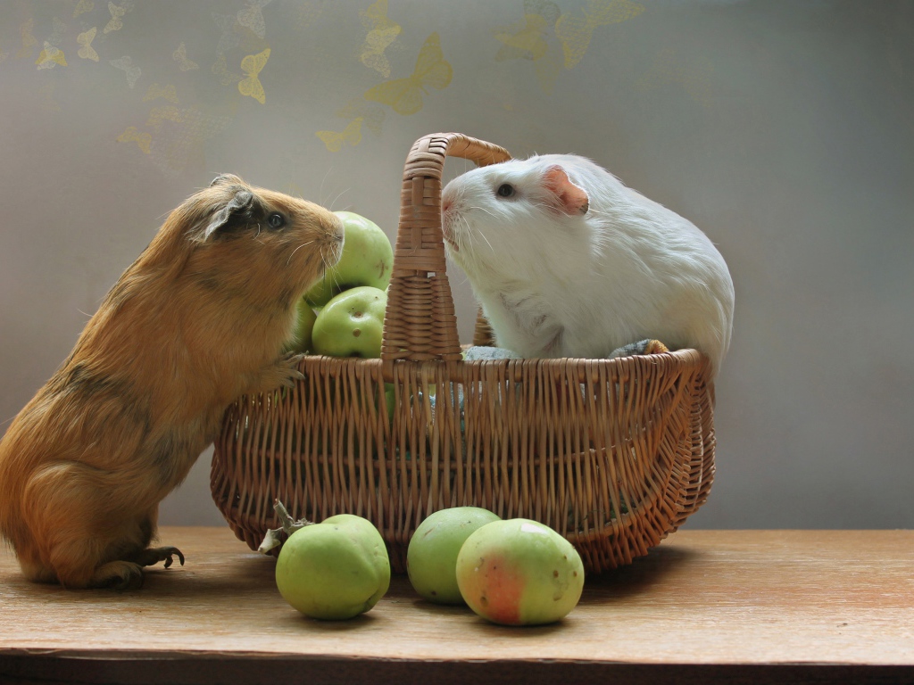 Two guinea pigs in a basket with green apples