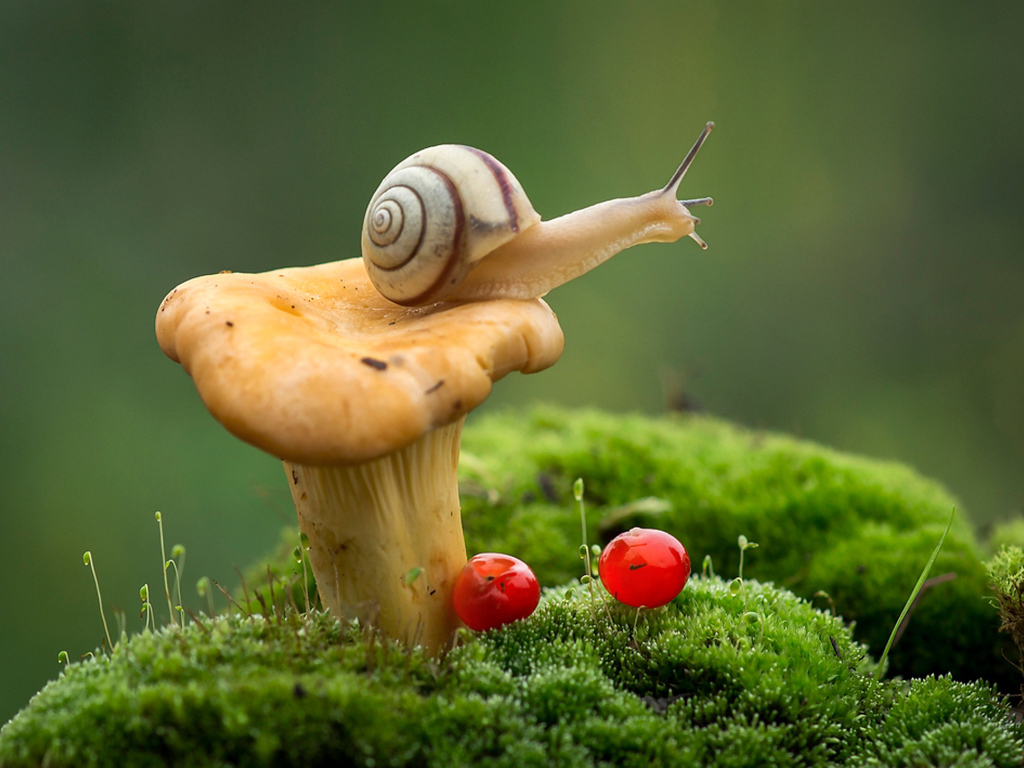 Улитка сидит на лесном грибе фото крупным планом