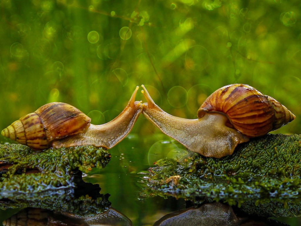 Поцелуй двух улиток у воды