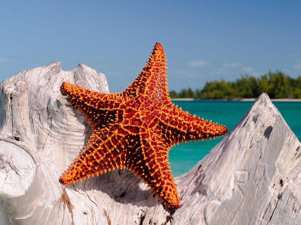 Удивительная морская звезда  