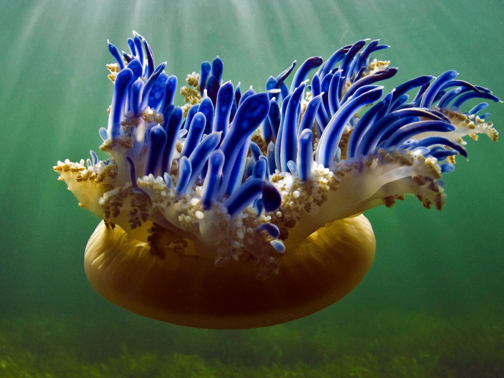 Красивая необычная медуза Кассиопея 