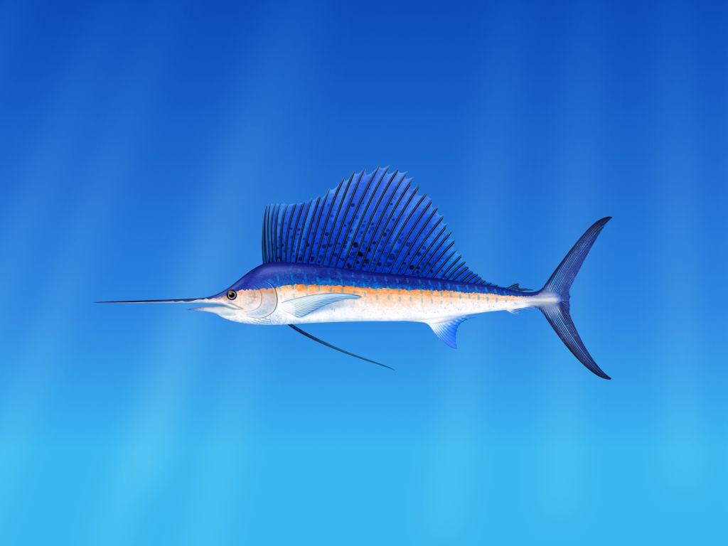 Морская  рыба марлин  на голубом фоне 